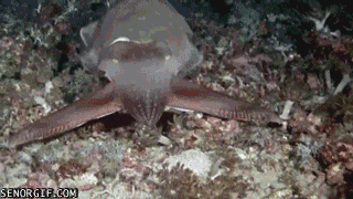 [Image: Cuttlefish%20strobe.gif]