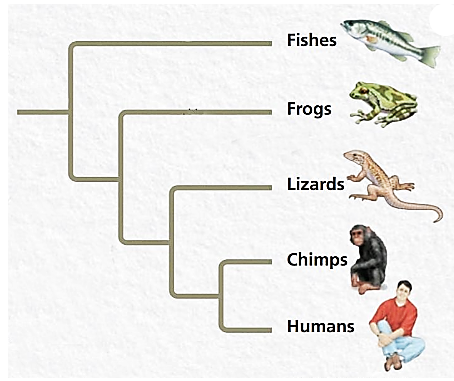 Debunking Evolution - Scientific evidence proving macro-evolution is ...